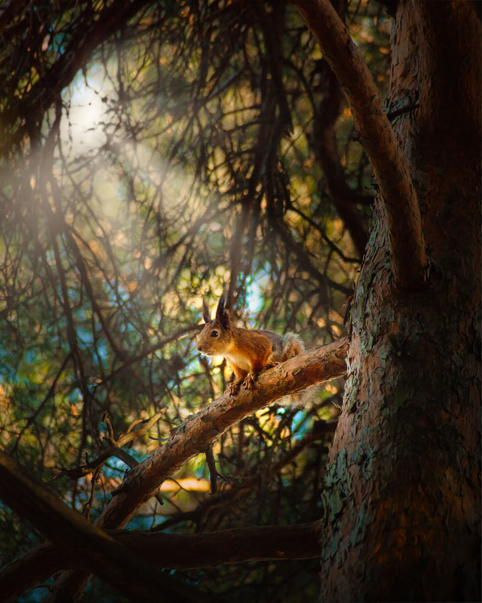 The Squirrel Collection